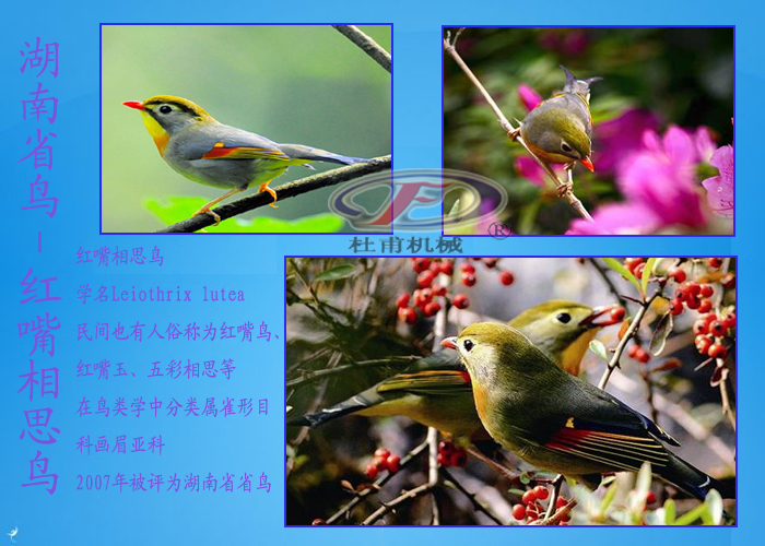 湖南省鳥紅嘴相思鳥